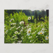 Blume Postkarte (Vorderseite)