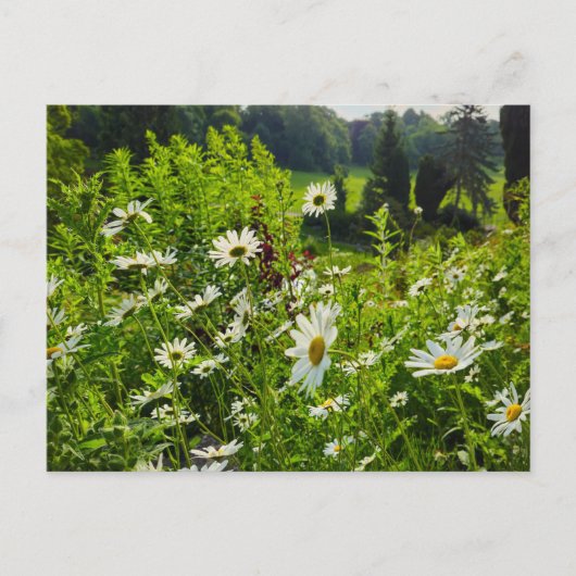 Blume Postkarte (Vorderseite)