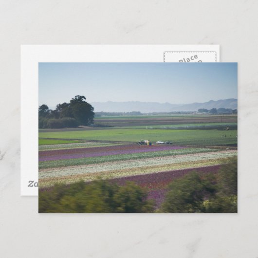 Blume Postkarte (Vorne/Hinten)