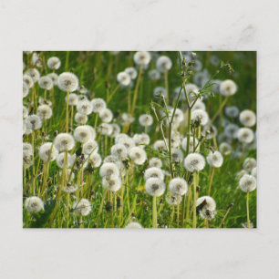 Blume Postkarte
