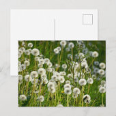 Blume Postkarte (Vorne/Hinten)