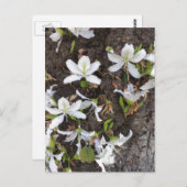 Blume Postkarte (Vorne/Hinten)