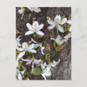 Blume Postkarte (Vorderseite)