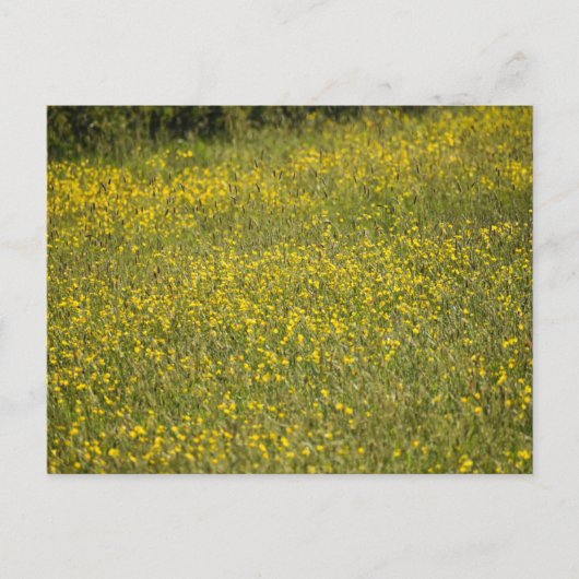 Blume Postkarte (Vorderseite)