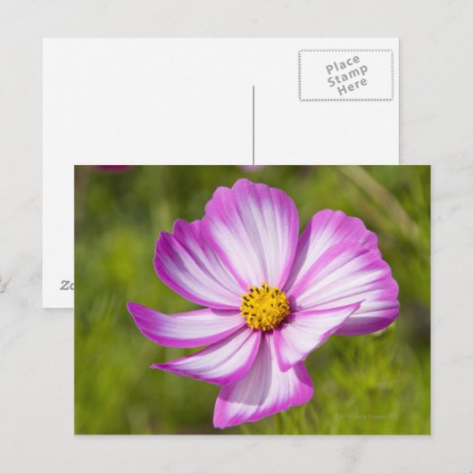 Blume Postkarte (Vorne/Hinten)