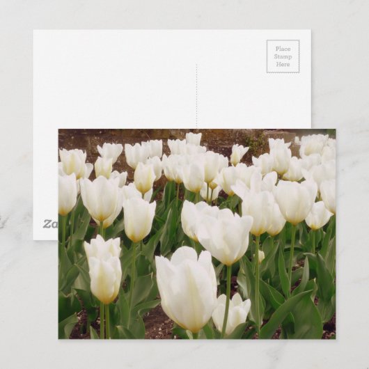 Blume Postkarte (Vorne/Hinten)