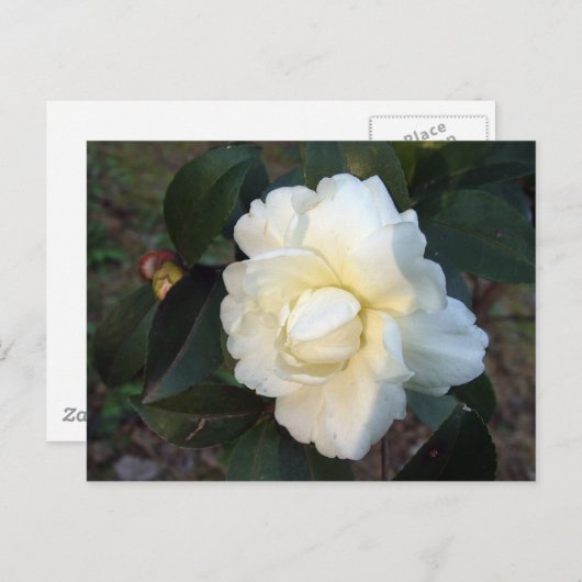 Blume Postkarte (Vorne/Hinten)