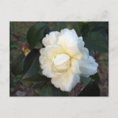 Blume Postkarte (Vorderseite)