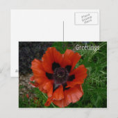 Blume Postkarte (Vorne/Hinten)