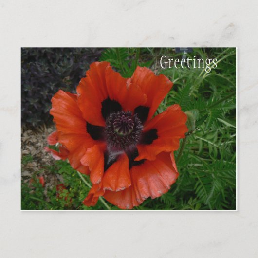 Blume Postkarte (Vorderseite)