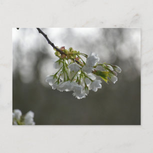 Blume Postkarte