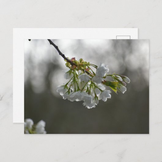 Blume Postkarte (Vorne/Hinten)