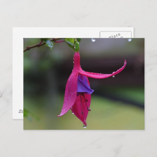 Blume Postkarte (Vorne/Hinten)