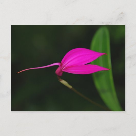 Blume Postkarte (Vorderseite)