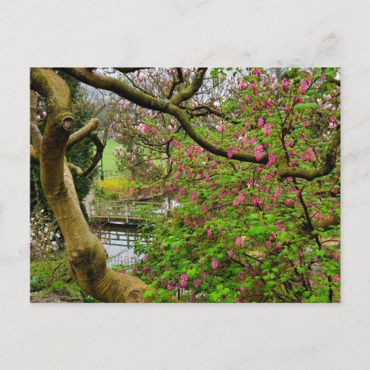 Blume Postkarte (Vorderseite)