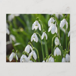 Blume Postkarte