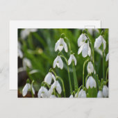 Blume Postkarte (Vorne/Hinten)