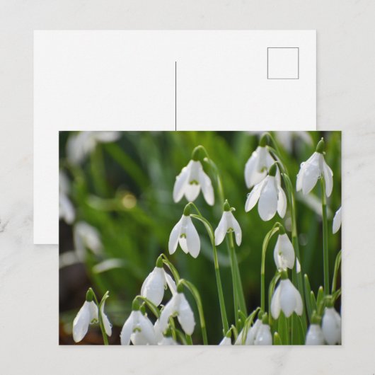 Blume Postkarte (Vorne/Hinten)