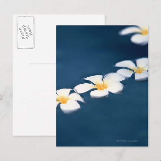Blume Postkarte (Vorne/Hinten)