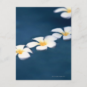 Blume Postkarte