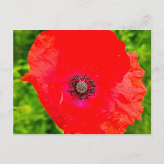 Blume Postkarte (Vorderseite)