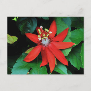 Blume Postkarte