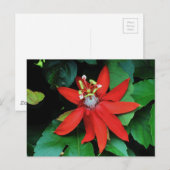 Blume Postkarte (Vorne/Hinten)