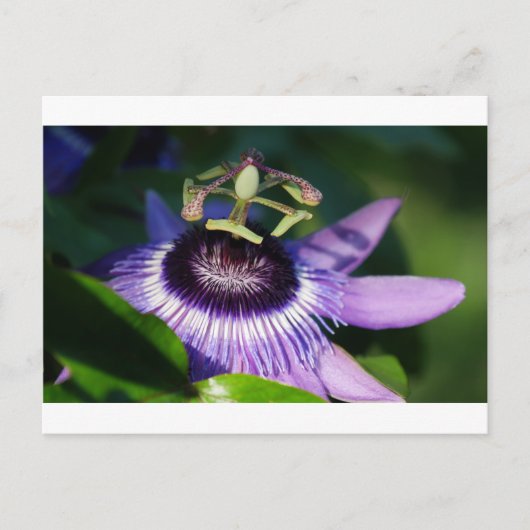 Blume Postkarte (Vorderseite)