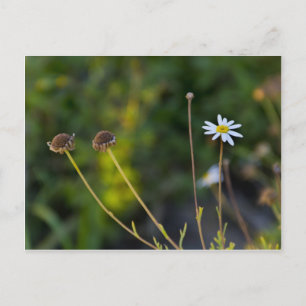 Blume Postkarte