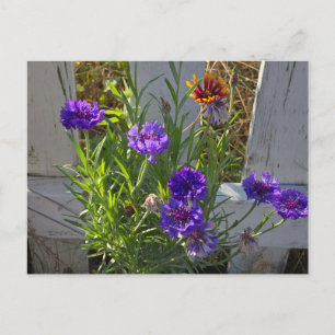 Blume Postkarte