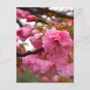 Blume Postkarte