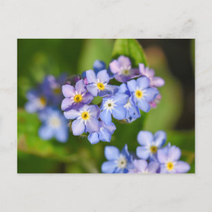 Blume Postkarte