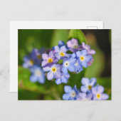 Blume Postkarte (Vorne/Hinten)