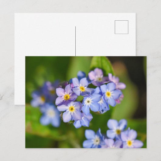 Blume Postkarte (Vorne/Hinten)