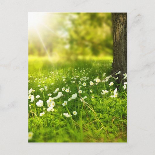 Blume Postkarte (Vorderseite)