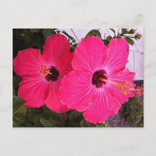 Blume Postkarte (Vorderseite)