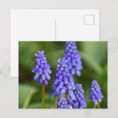Blume Postkarte (Vorne/Hinten)
