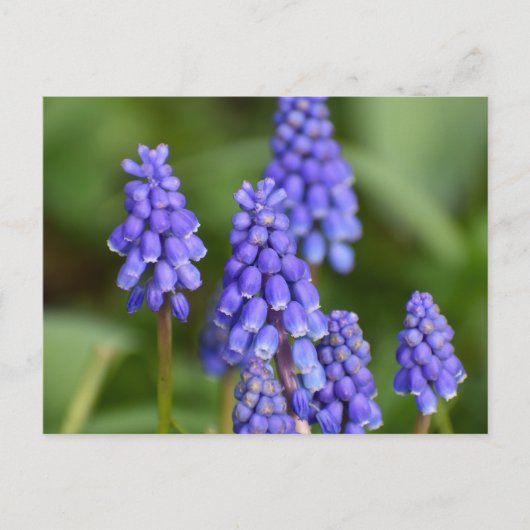 Blume Postkarte (Vorderseite)