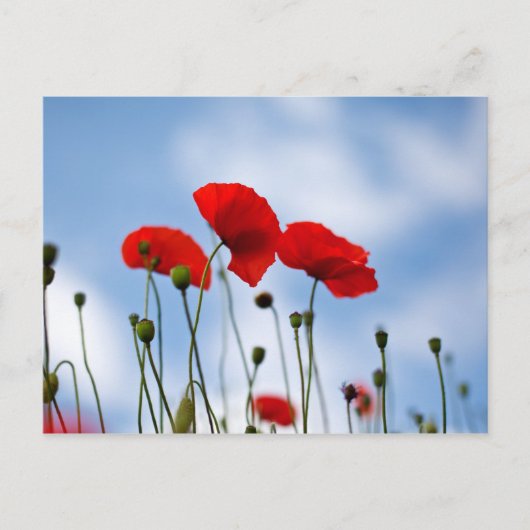 Blume Postkarte (Vorderseite)