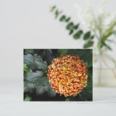 Blume Postkarte (Stehend Vorderseite)