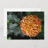 Blume Postkarte (Vorne/Hinten)