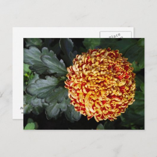 Blume Postkarte (Vorne/Hinten)