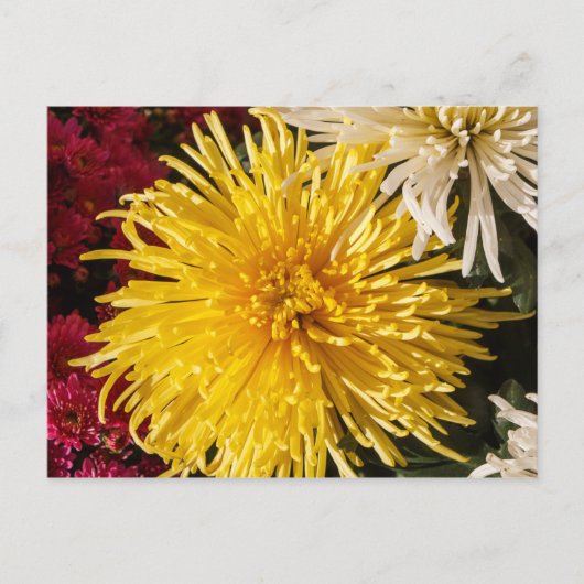 Blume Postkarte (Vorderseite)