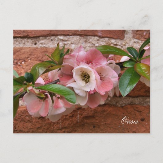 BLUME POSTKARTE (Vorderseite)