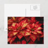 Blume Postkarte (Vorne/Hinten)