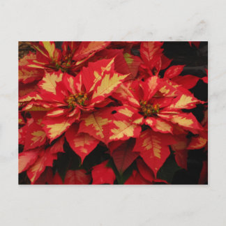 Blume Postkarte