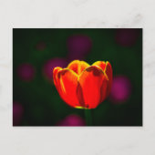 Blume Postkarte (Vorderseite)
