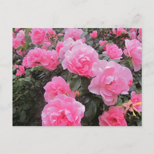 Blume Postkarte (Vorderseite)