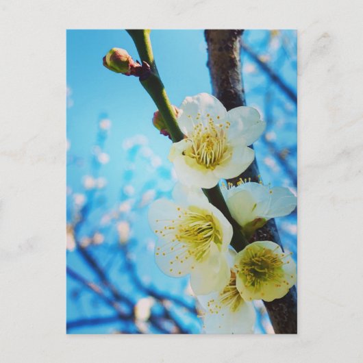 Blume Postkarte (Vorderseite)