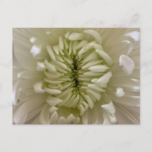 Blume Postkarte (Vorderseite)
